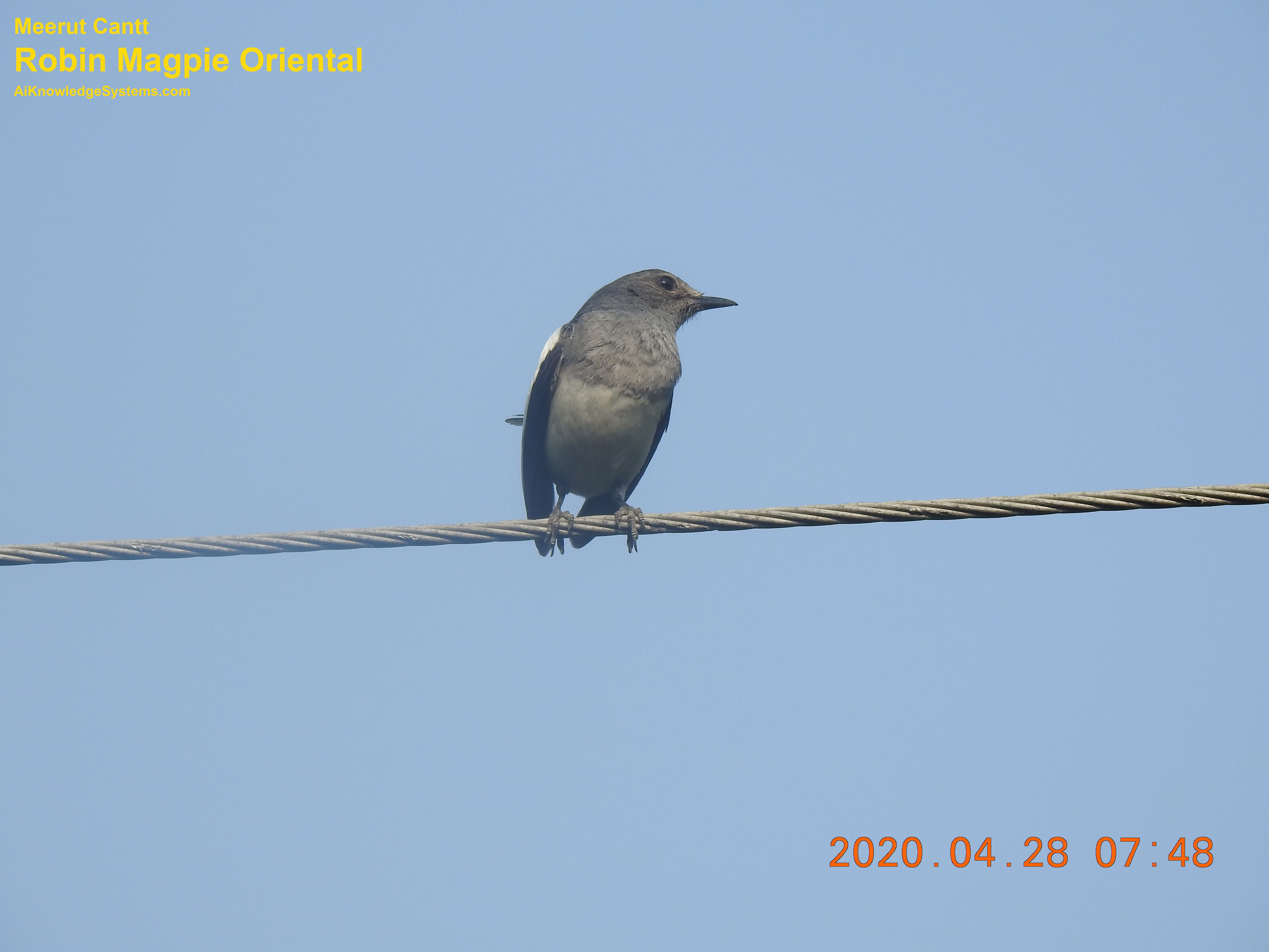 Magpie Robin (74) Coming Soon